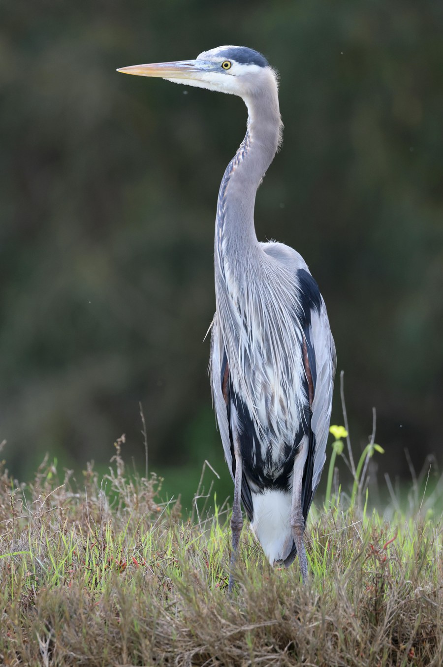 An ink and watercolor painting of a heron standing in reeds
