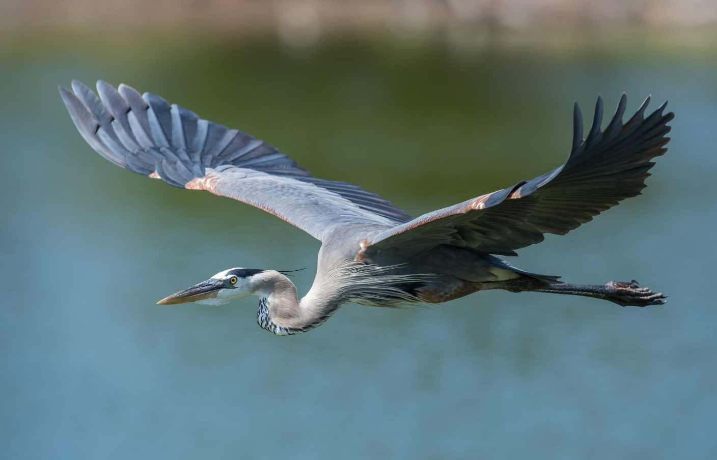 A great blue heron in flight over open water
