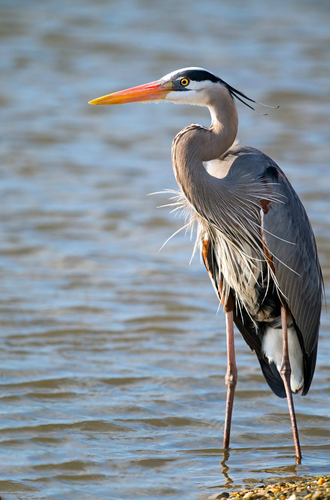 A great blue heron standing still in shallow water