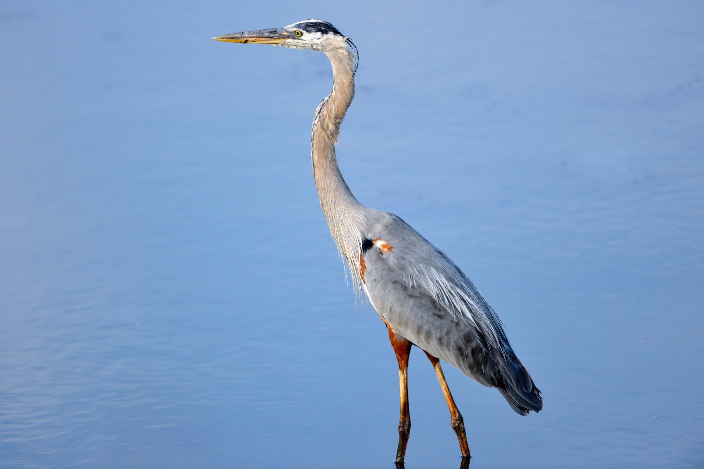 A great blue heron standing in still blue water
